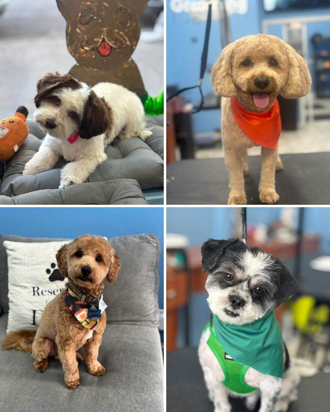 Before and after dog grooming transformations