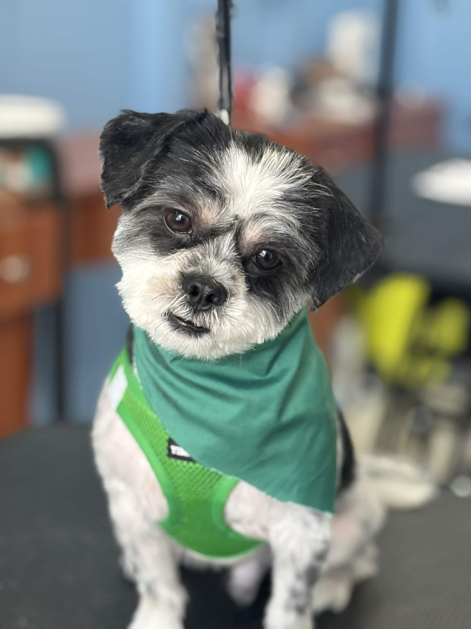 Fluffy dog after grooming