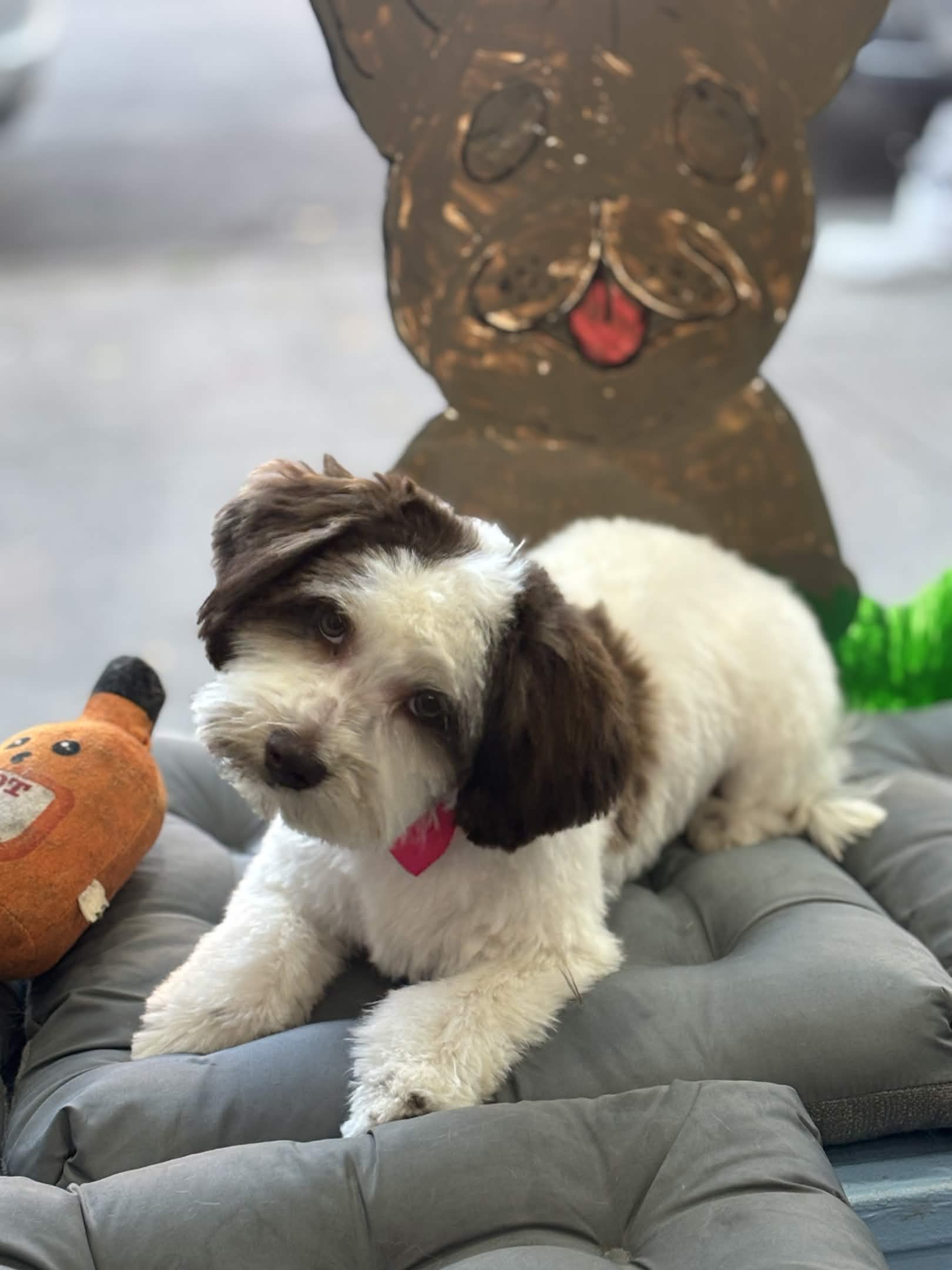 Dog portrait after grooming