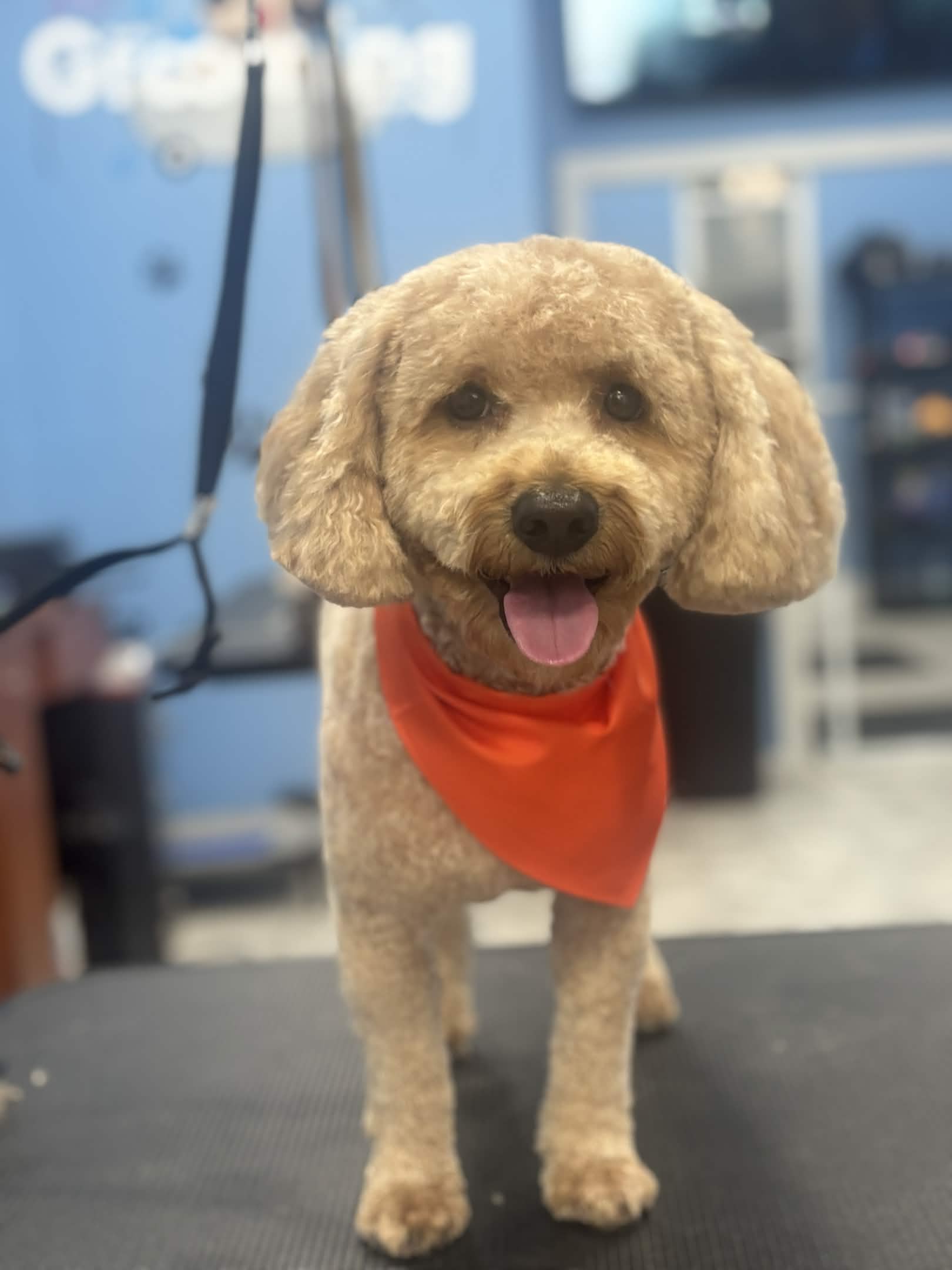 Dog groomed at Rudy's Grooming Lounge