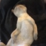 DexterTheCat3